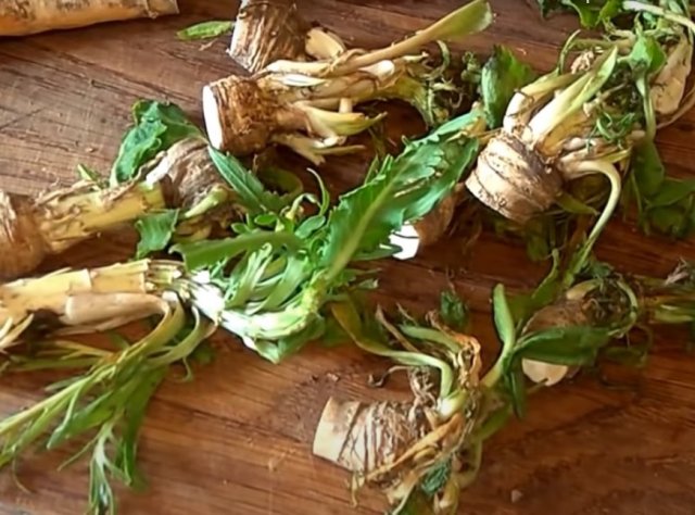 propagación del rábano picante