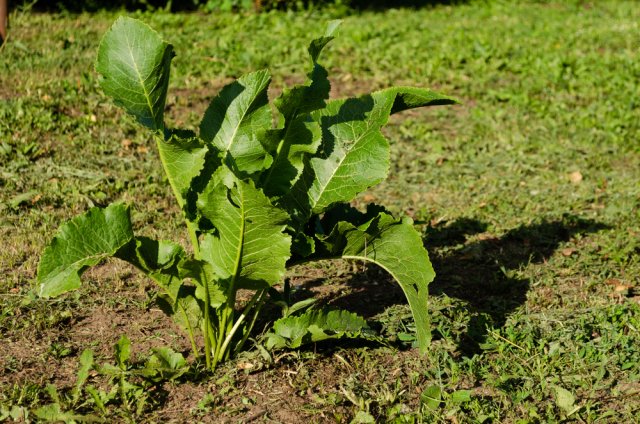 rábano picante en el sitio