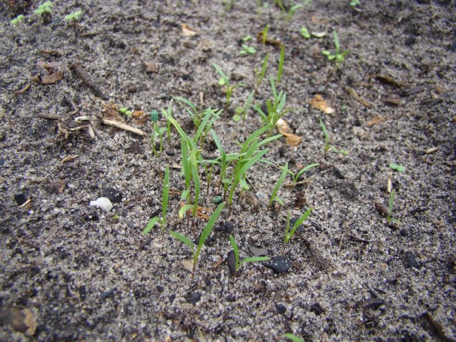 brotes de zanahoria