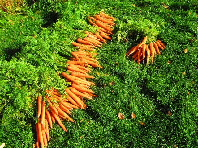 cosechando zanahorias