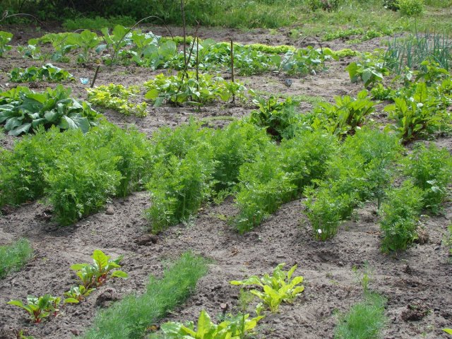 Una hilera de zanahorias antes de aclarar