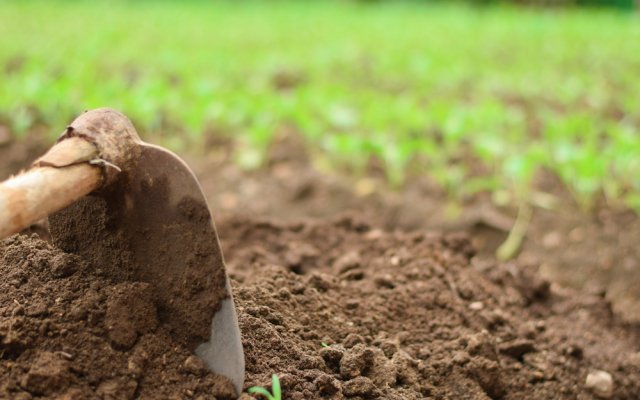 Calendario lunar del jardinero para 2021: deshierbe y aflojamiento de verduras