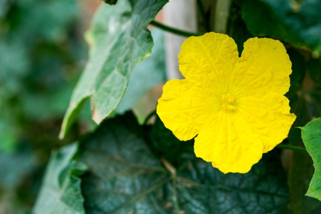 Violación de la tecnología agrícola para el cultivo de calabacín.