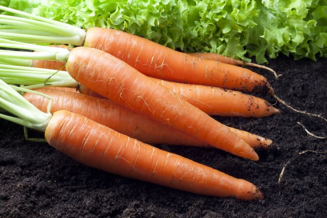 tierra para zanahorias