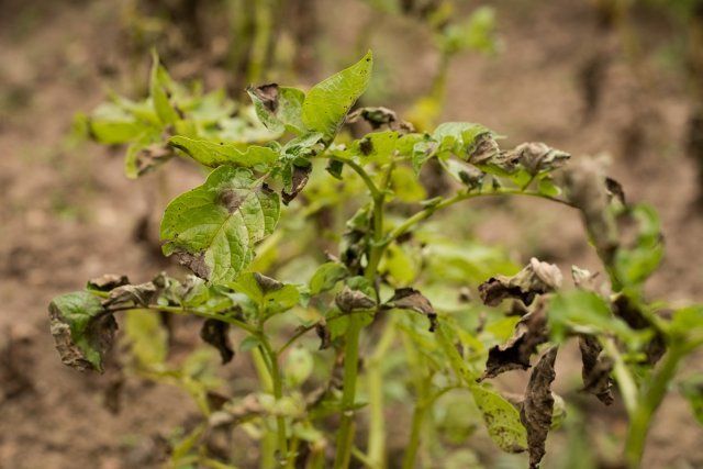 Phytophthora en patatas