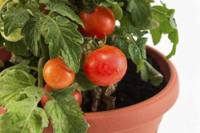 tomate en una olla
