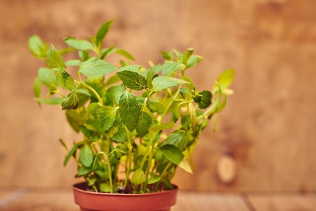 menta en una olla