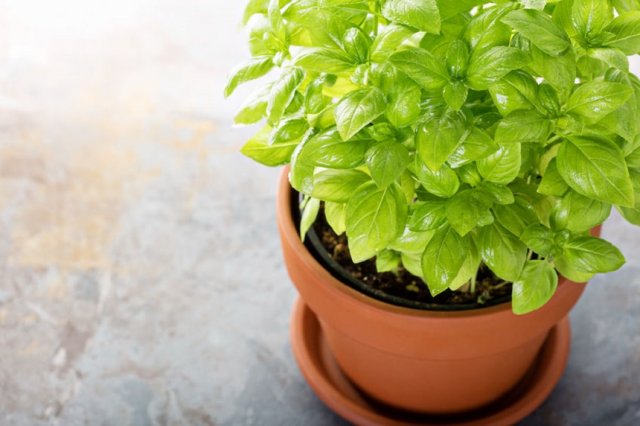 albahaca