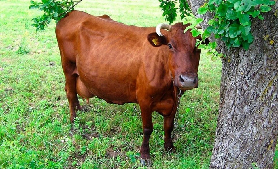 Vaca Krasnogorbatovskaya