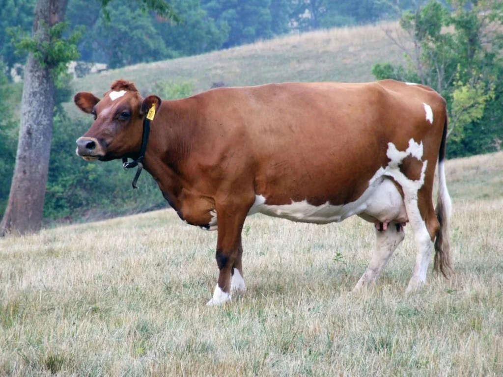 vaca Bestúzhevskaya
