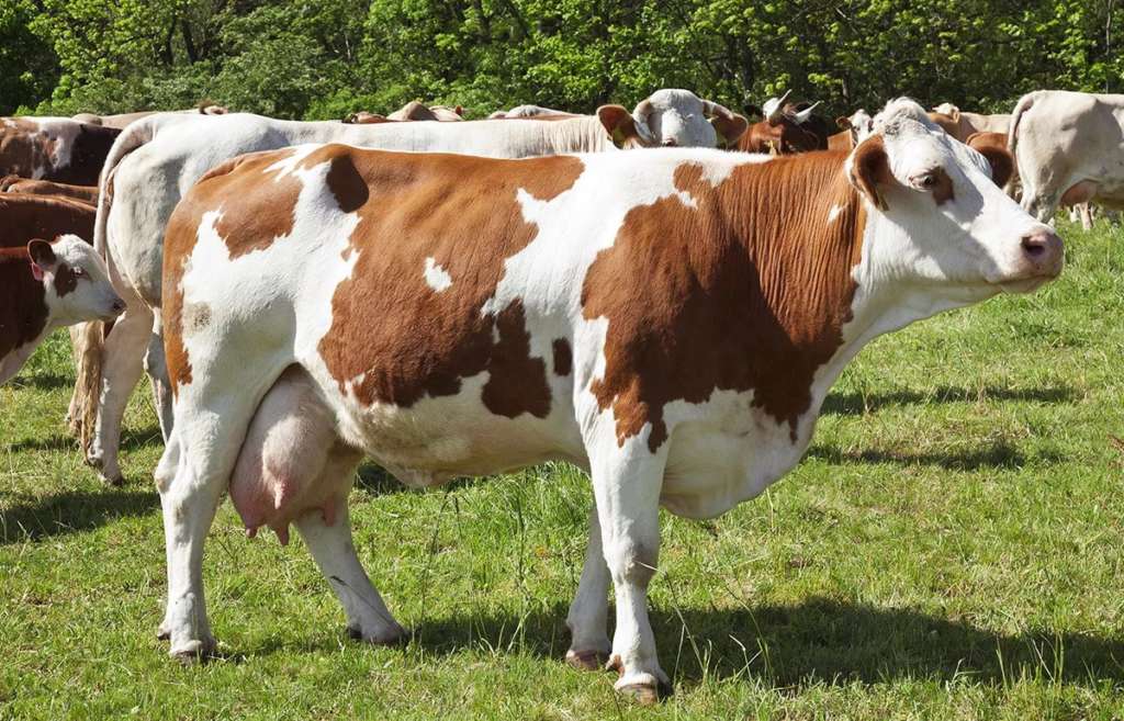 vaca Simmental