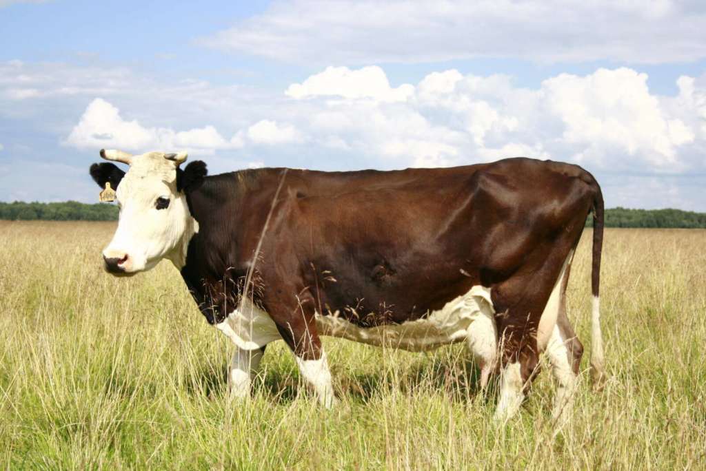Vaca Kostroma