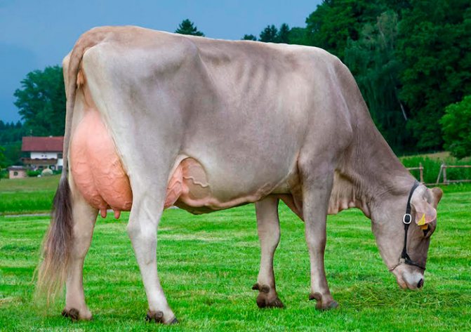 Vaca Schwyz