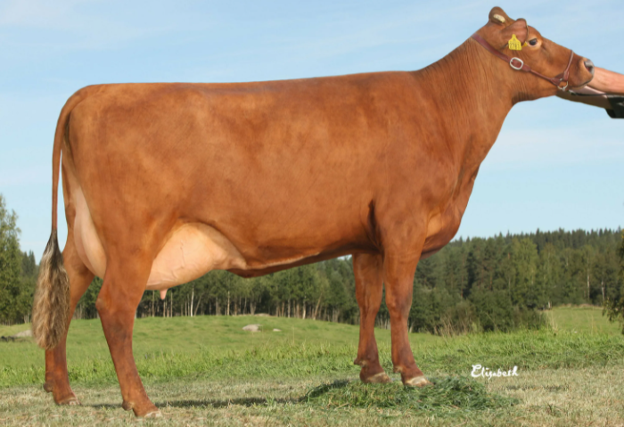 Vaca Araut
