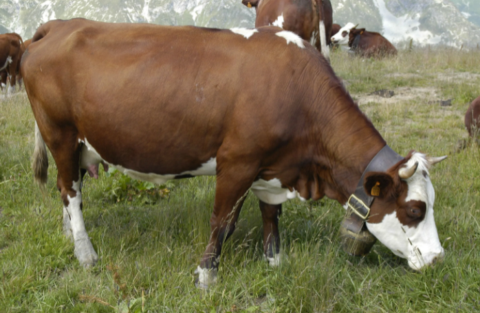 Vaca Lebedinskaya