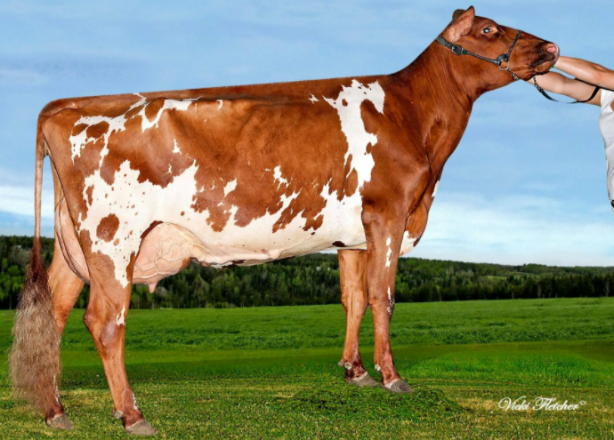 Vaca de Yorkshire