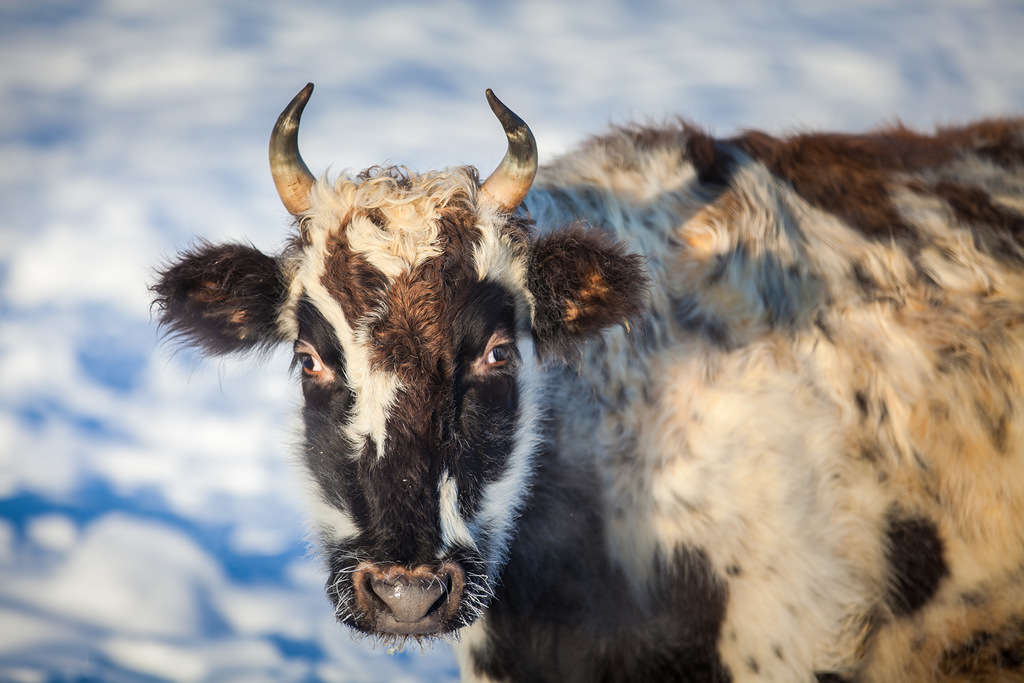 vaca Yakut