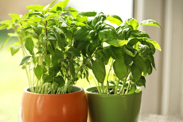 albahaca en el alféizar de la ventana