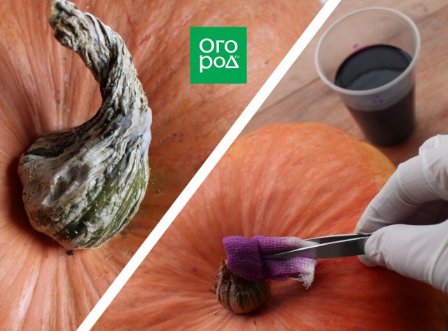 calabaza