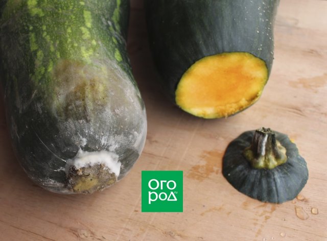 La calabaza se está pudriendo