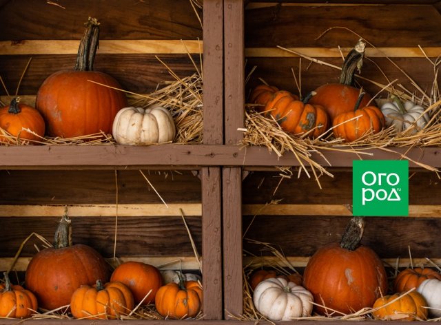 Calabaza, almacenamiento