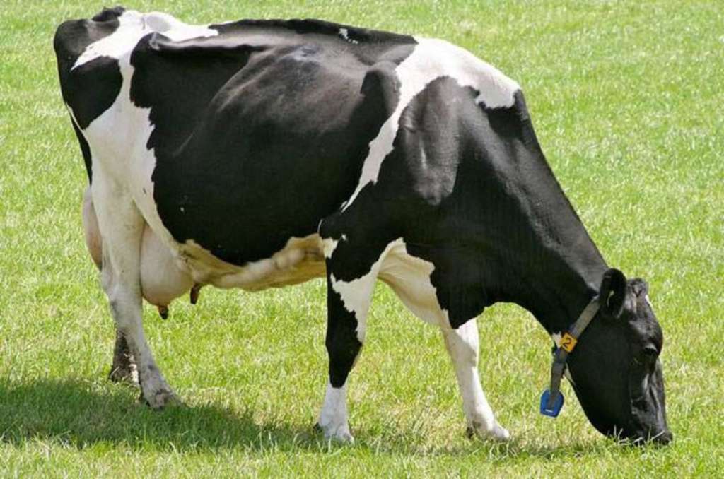 vaca holandesa