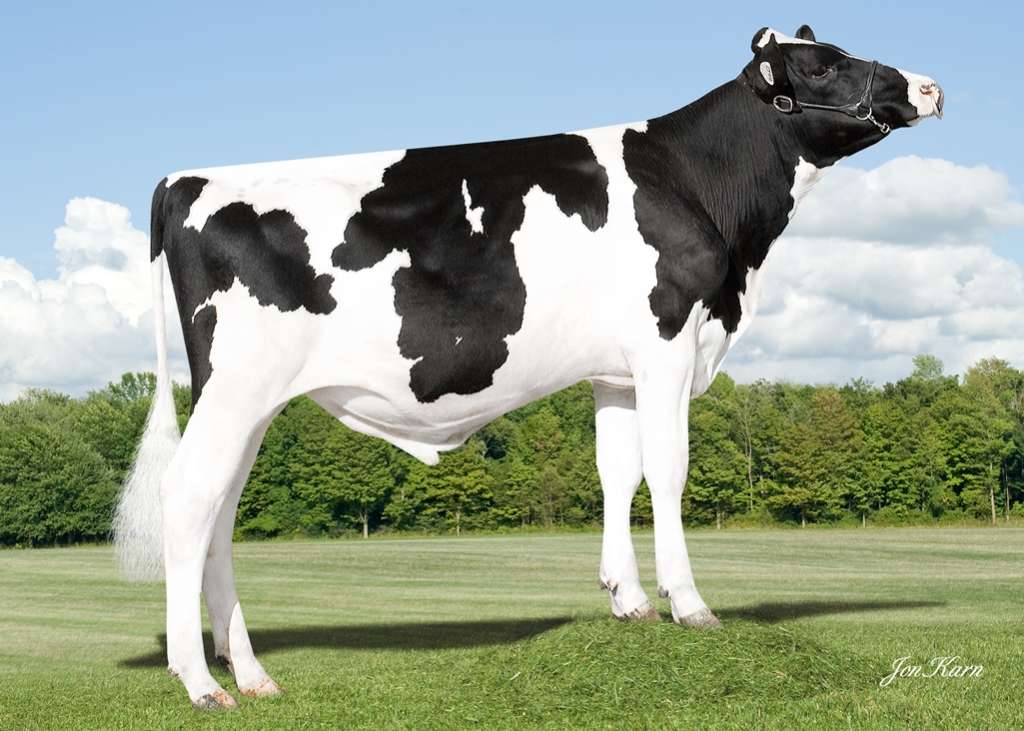 vaca holandesa