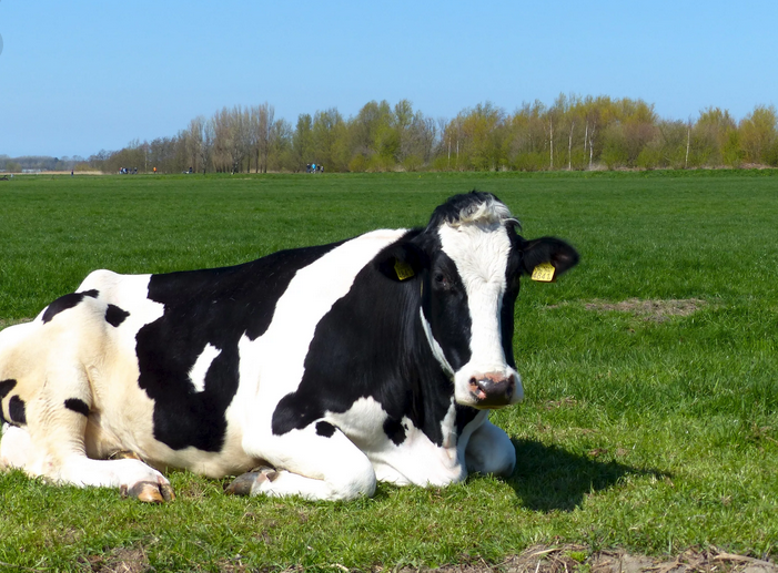vaca holandesa