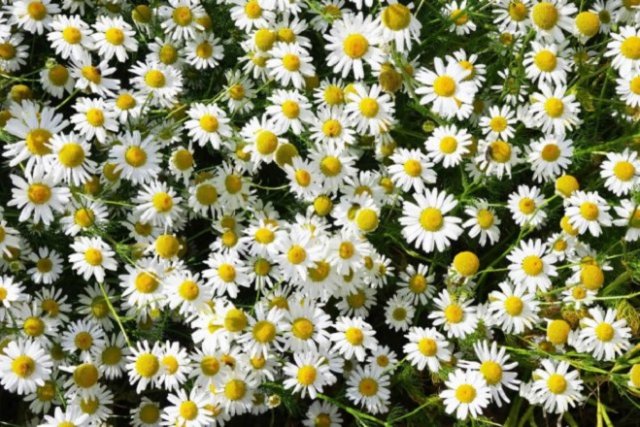 plantas medicinales en el jardín