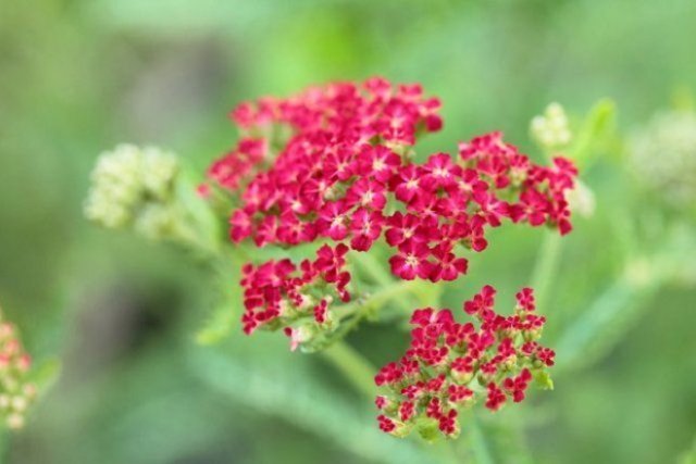 plantas medicinales en el jardín