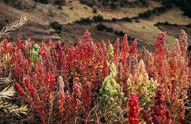 Cultivo de quinua