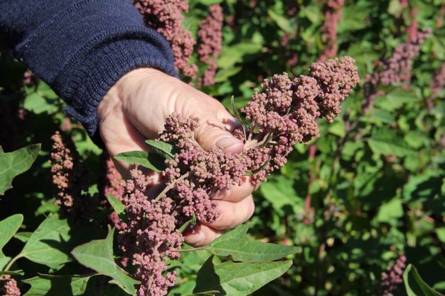 Cultivo de variedades de quinua