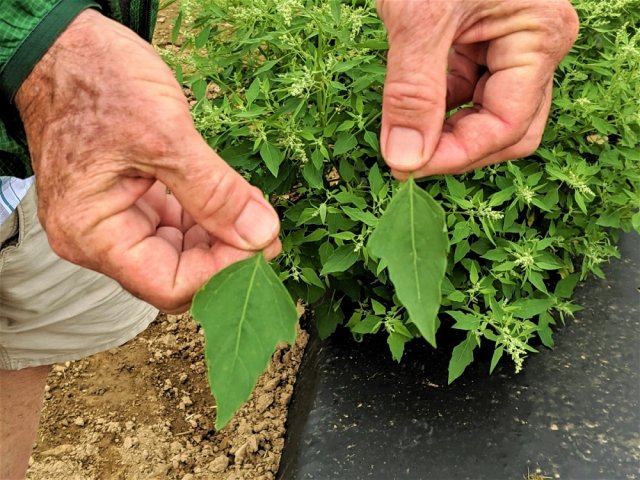 Tecnología agrícola de la quinua
