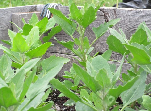 Cultivo de quinua