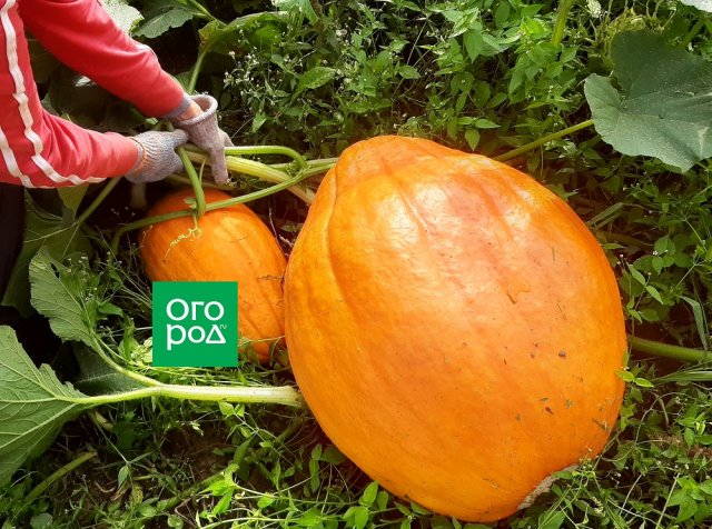 Cuándo cosechar la calabaza