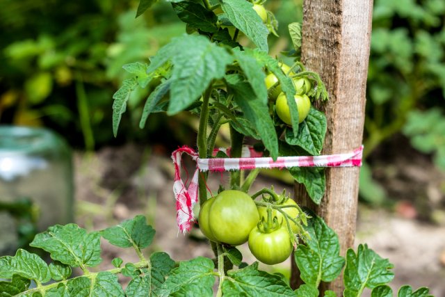 Pellizcar tomates en campo abierto