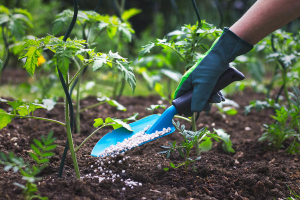 Para evitar la pérdida de nitrógeno, se debe incorporar urea al suelo.