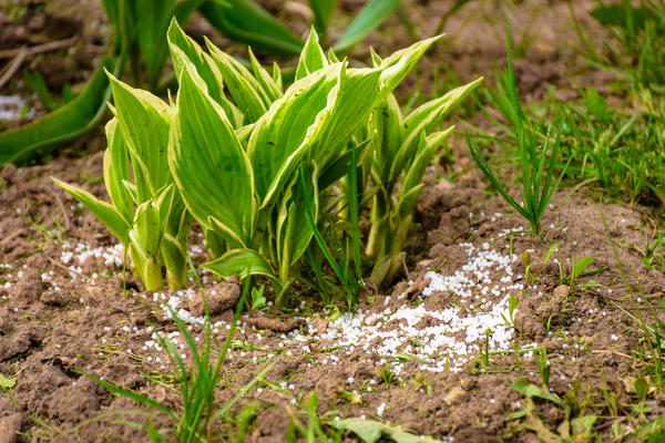 La urea es un fertilizante de primavera.