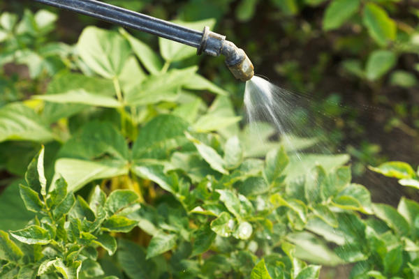 La solución de urea se utiliza para controlar plagas, incluidos los escarabajos de Colorado.