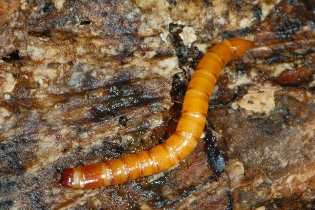 larva de gusano de alambre