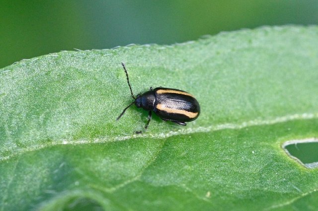 Pulga crucífera