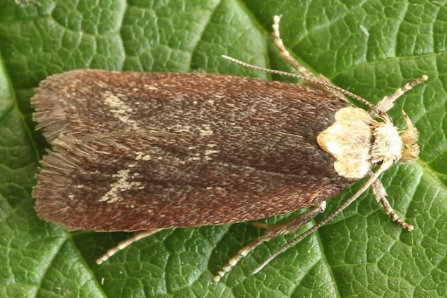 polilla paraguas