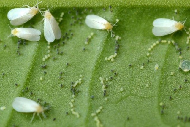 mosca blanca