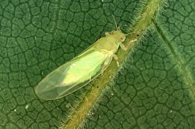 hoja de zanahoria