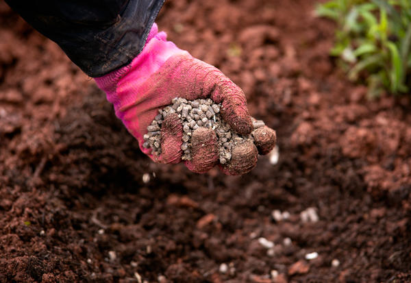 Es bueno agregar estiércol granulado a los hoyos de plantación.