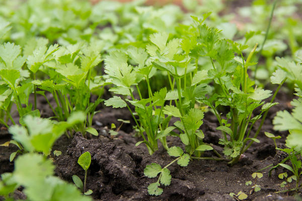 Las verduras crecerán bien sin fertilizante.