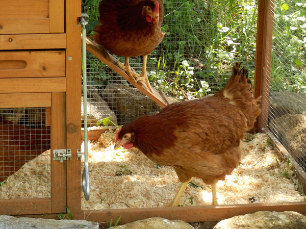 El aserrín es la cama ideal para las gallinas.