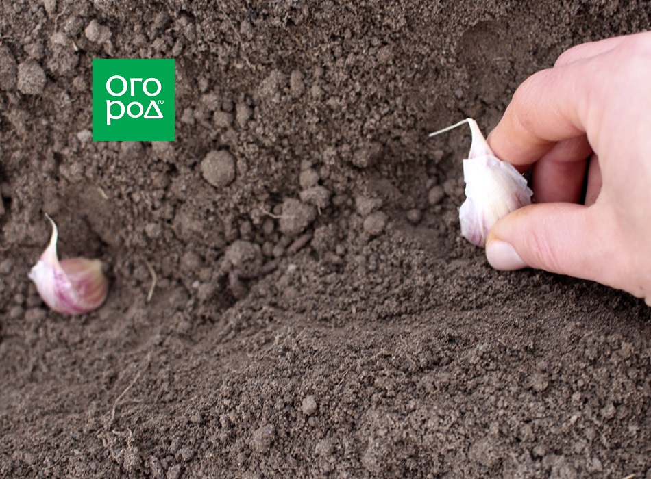 Plantando ajo