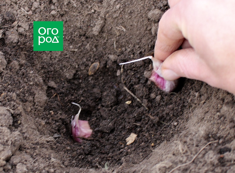 Plantando ajo