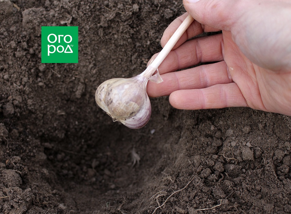Plantando ajo